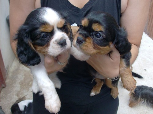 Cavalier king charles